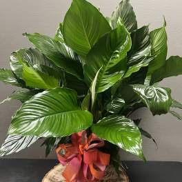 Lush green potted plant in a wicker basket with a ribbon bow
