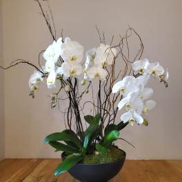 White orchids arranged in a black bowl planter with decorative branches.