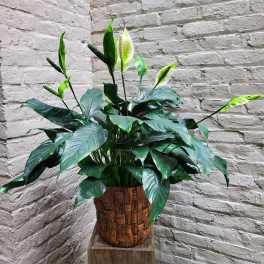 Potted Peace Lily Plant