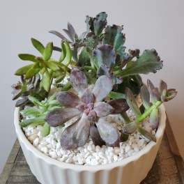 Succulent Bowl