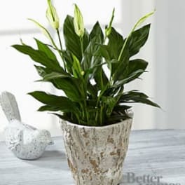 The Peace You Seek Peace Lily Plant by Better Homes and Gardens®