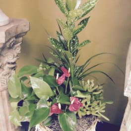 Tropical plant arrangement with pink anthuriums in a woven basket
