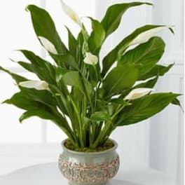 Serene Peace Plant