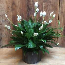 Low Pan Peace Lily