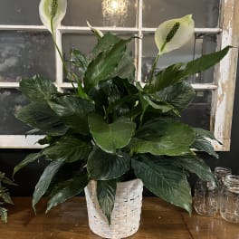 White peace lilies in a woven basket planter