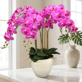Pink orchid plant in a white ceramic pot on a table
