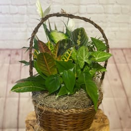 Basket of assorted potted houseplants with a woven handle