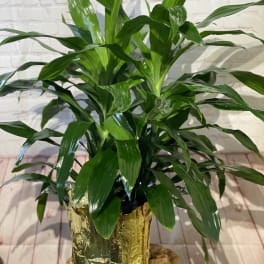 Potted green houseplant with broad glossy leaves in a gold foil wrap