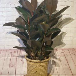 Potted rubber plant in a woven basket planter