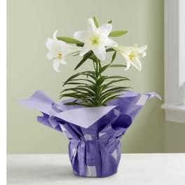 Potted white lilies wrapped in purple paper