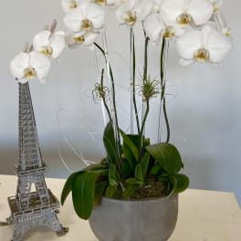 White orchids in a gray pot beside a small Eiffel Tower decoration