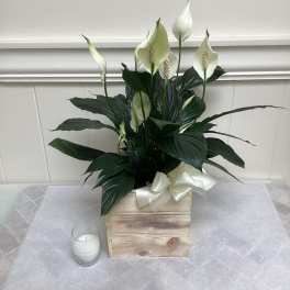 White peace lilies in a wooden box with a white ribbon