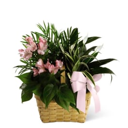 FTD Living Spirit Dishgarden