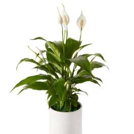 Potted peace lily with white blooms in a white planter