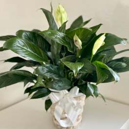 Potted peace lily with white blooms and a white ribbon