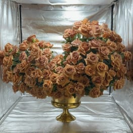 Large peach rose arrangement in a gold pedestal vase