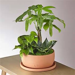 Potted green houseplant arrangement in a terracotta planter