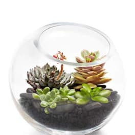 Glass bowl terrarium with assorted succulents and dark stones