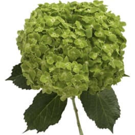 Single stem of green hydrangea bloom with dark leaves on white background
