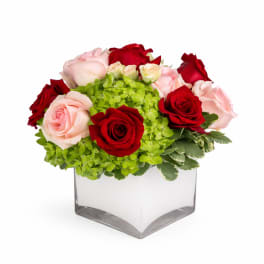 Red and blush roses arranged in a square glass vase with bright green hydrangeas