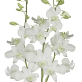 Stems of white dendrobium orchids with small green buds against a white background