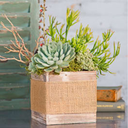 Succulent arrangement in a burlap-wrapped wooden box