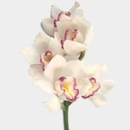 White orchid blooms with pink-edged centers on a single stem
