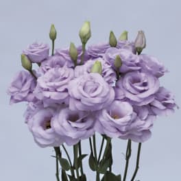 Cluster of lavender lisianthus blooms with several closed buds on tall stems.