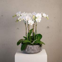 White orchid plant in a gray pot with broad green leaves