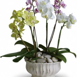Potted orchid arrangement with white, pink, and green blooms in a white ceramic planter
