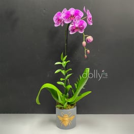 Pink orchid in a gray pot with a gold bee emblem