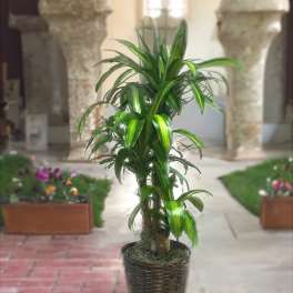 Potted dracaena plant in a woven basket planter