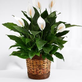 White peace lilies in a woven basket planter