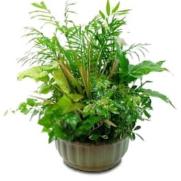 Large Dishgarden