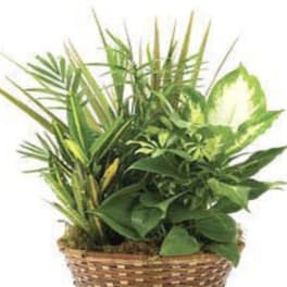Large planter Garden