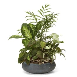 Mixed green houseplants in a round gray planter