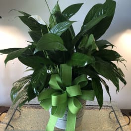 Small Comfort Planter
