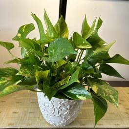Philodendron planter