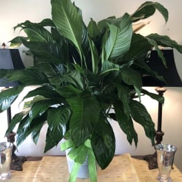 Large peace Lily comfort planter