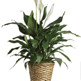 Small peace lily plant