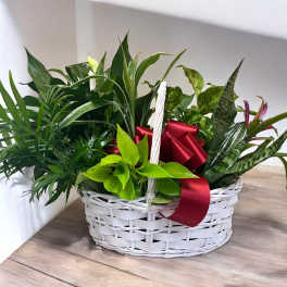 Basket of assorted green houseplants with a red ribbon