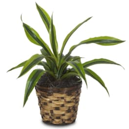 Potted green houseplant in a woven basket planter