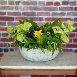 Tropical plant arrangement in a shallow stone bowl