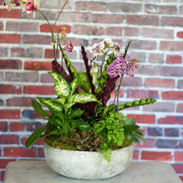 Potted orchid arrangement in a shallow white bowl
