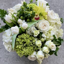 Crisp + clean