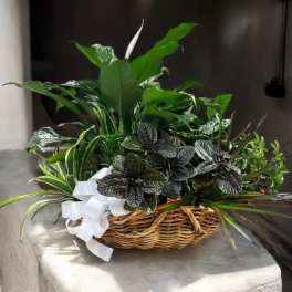 Basket of assorted green houseplants with a white ribbon