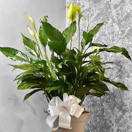 Potted peace lily with white blooms and a white ribbon bow