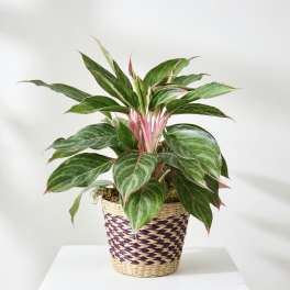 Potted green plant with pink stems in a woven basket