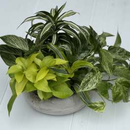 Mixed potted houseplants in a shallow white bowl