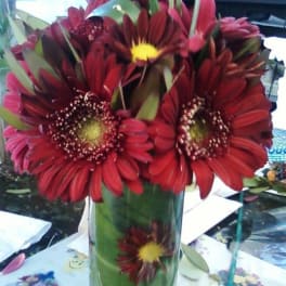 Red gerbera daisies arranged in a clear glass vase